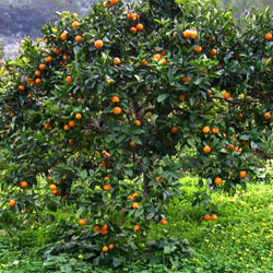 Naturheilpraxis Dickhut Heilpraktiker Solingen - Orangenbaum 